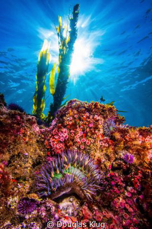 Sunburst Over A California Reef. The clear winter water a... by Douglas Klug 