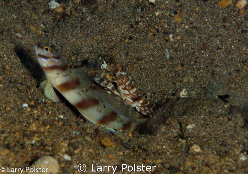 Symbiotic relationship between goby and blind shrimp by Larry Polster 