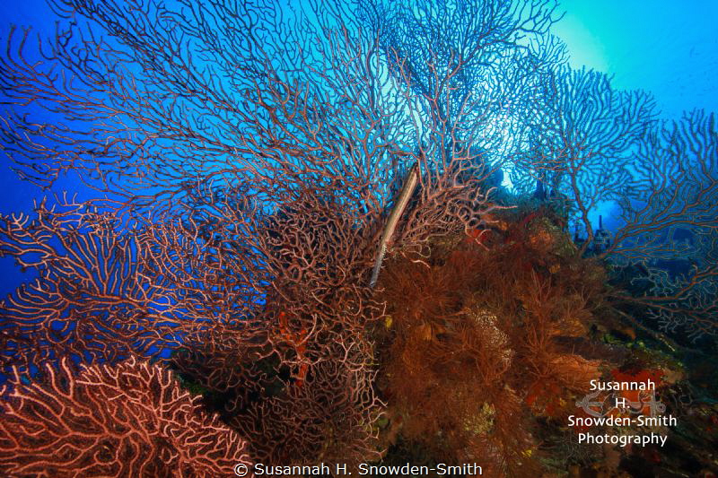 Trumpetfish "hiding" on a colorful reef

"You Can't See... by Susannah H. Snowden-Smith 