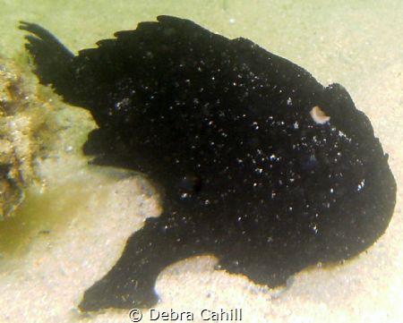 Striped Anglerfish Clifton Gardens New South Wales by Debra Cahill 