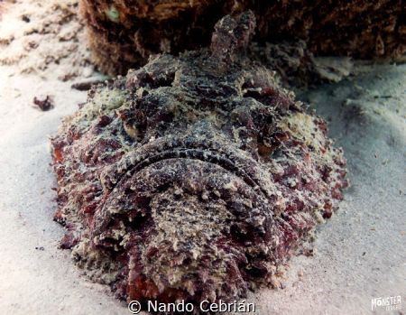 Stone fish. One of our typical poisoned fish. Captured at... by Nando Cebrián 