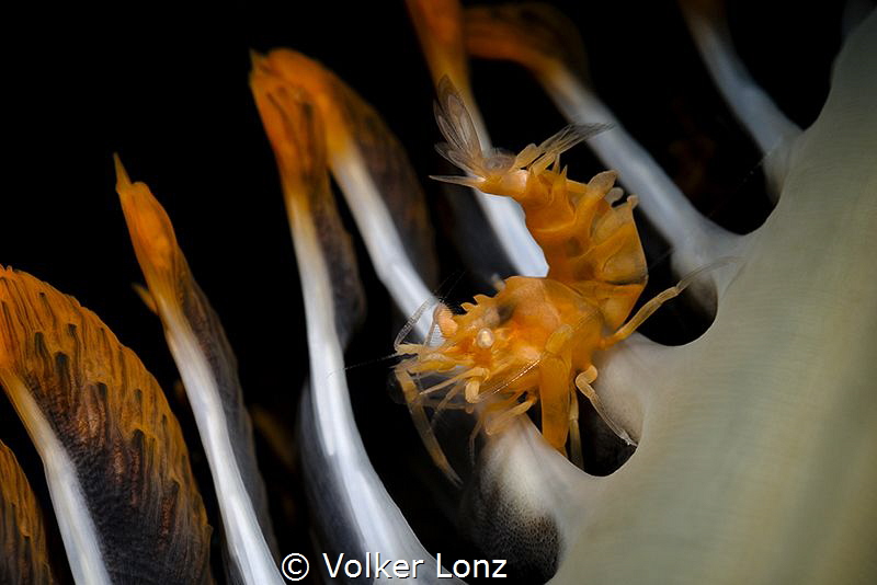 shrimp on seapen by Volker Lonz 