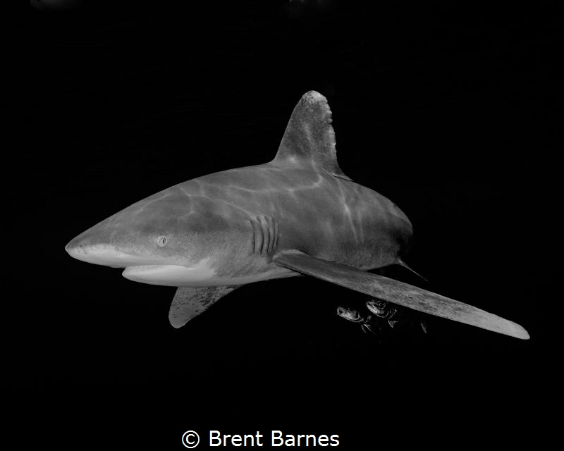 An oceanic white tip shark and pilot fish tagging along i... by Brent Barnes 
