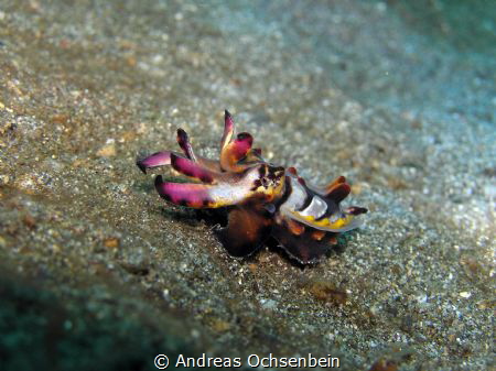Flamboyant cuttlefish, mating color, Lembeh Strait by Andreas Ochsenbein 