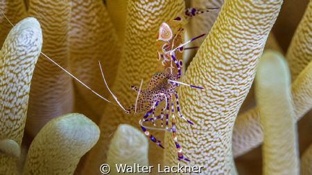 anemone_shrimp.jpg / Bonaire by Walter Lackner 