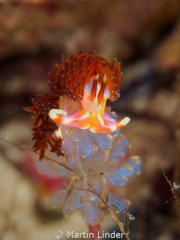 Horned Nudibranch near the Wakatovi islands, Indonesia. S... by Martin Linder 