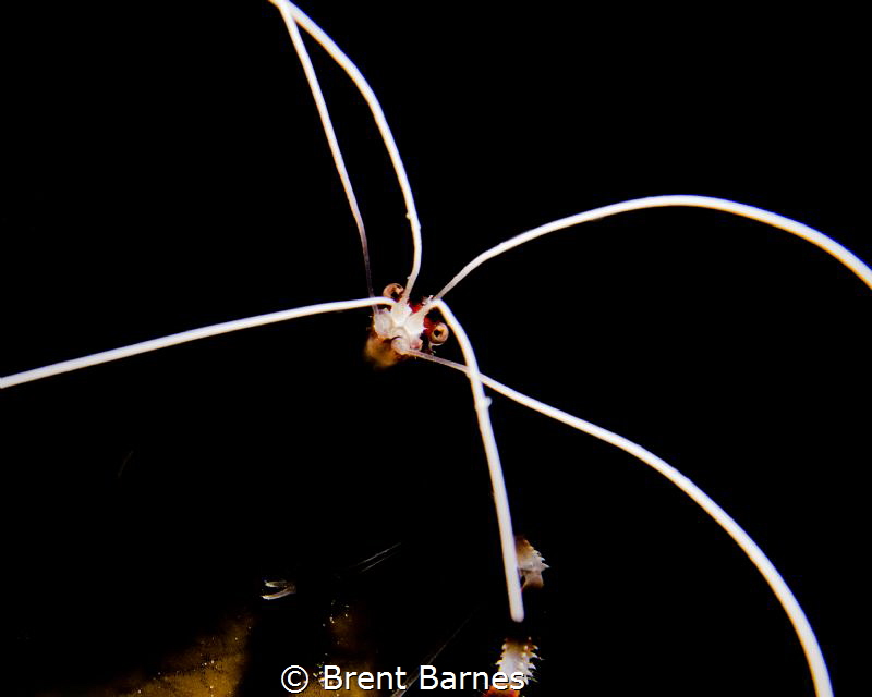 A cleaning shrimp peering out of a ledge. Shot with strob... by Brent Barnes 