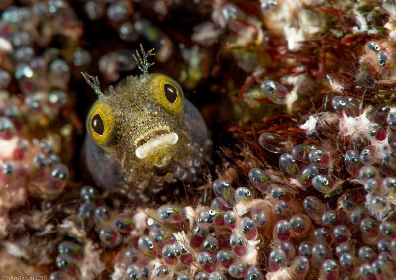 The waiting room! Spinyhead Blenny 
Acanthemblemaria spi... by John Roach 