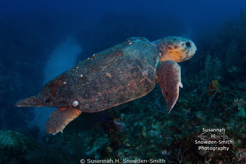 Sweet old loggerhead turtle taking a leisurely swim past ... by Susannah H. Snowden-Smith 