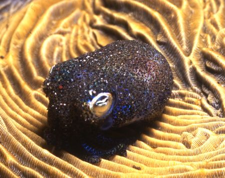 Bobtail squid found on a muck dive in Bali. by David Spiel 