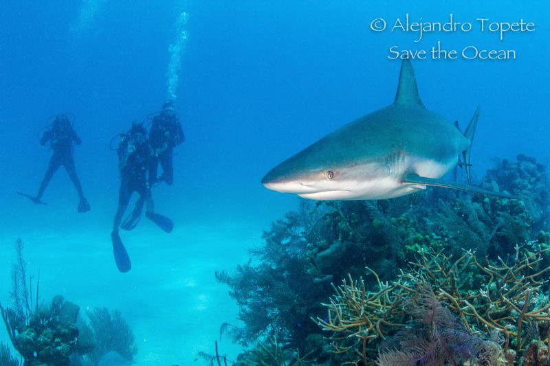 Divers with Reef Shark, Half moon caye Belize by Alejandro Topete 