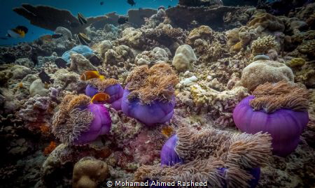 anemones by Mohamed Ahmed Rasheed 
