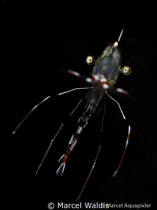 This Little Shrimp was hard to shoot i almost give up bec... by Marcel Waldis 