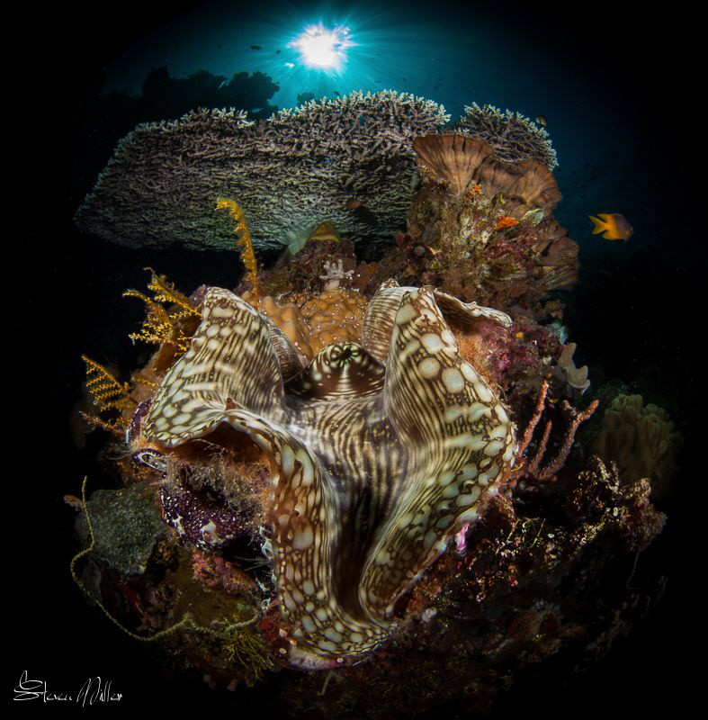 Sparkle city. Giant Clam at Table Coral city in Wakatobi.... by Steven Miller 
