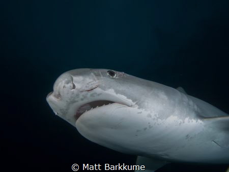 Small tiger shark with fresh cuts around the eye by Matt Barkkume 