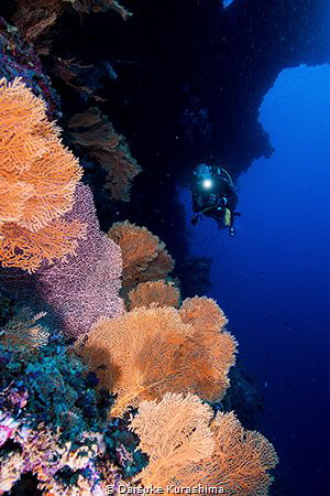 coral and diver by Daisuke Kurashima 