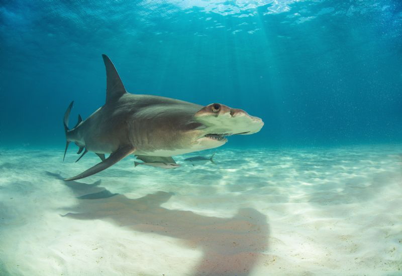 An unmistakeable shadow - Great Hammerhead basking in the... by Spencer Burrows 