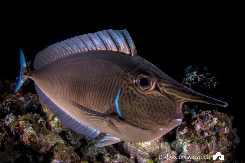 Unicornfish by Marco Gargiulo 