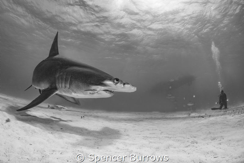 Great Hammerhead with distant diver. by Spencer Burrows 