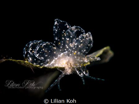 H O N E Y C O M B
Honeycomb Butterfly Seaslug 
(Cyerce ... by Lilian Koh 