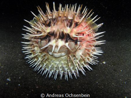 While a night dive at Lembeh Strait….. by Andreas Ochsenbein 