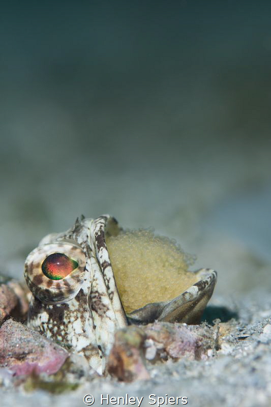 The Most Virile Jawfish in Saint Lucia by Henley Spiers 