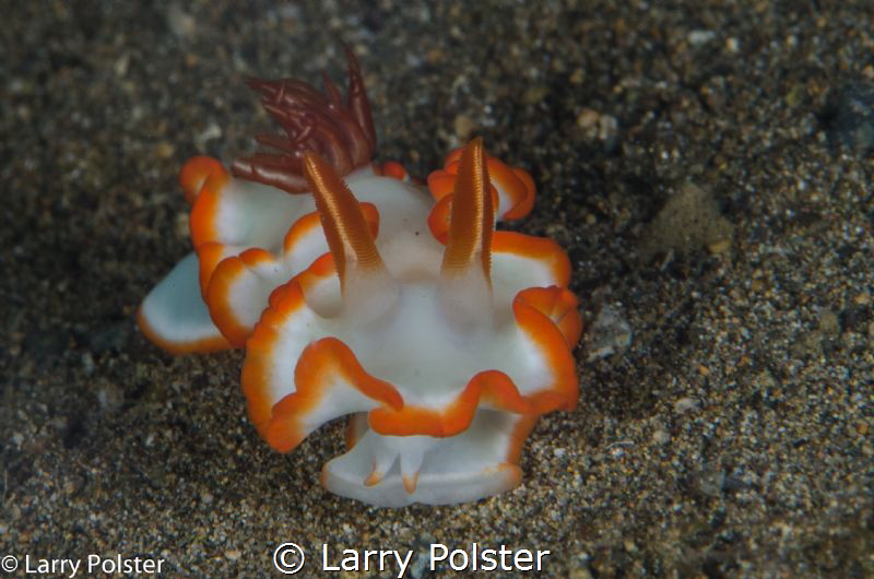 One of many nudis in Anilao by Larry Polster 