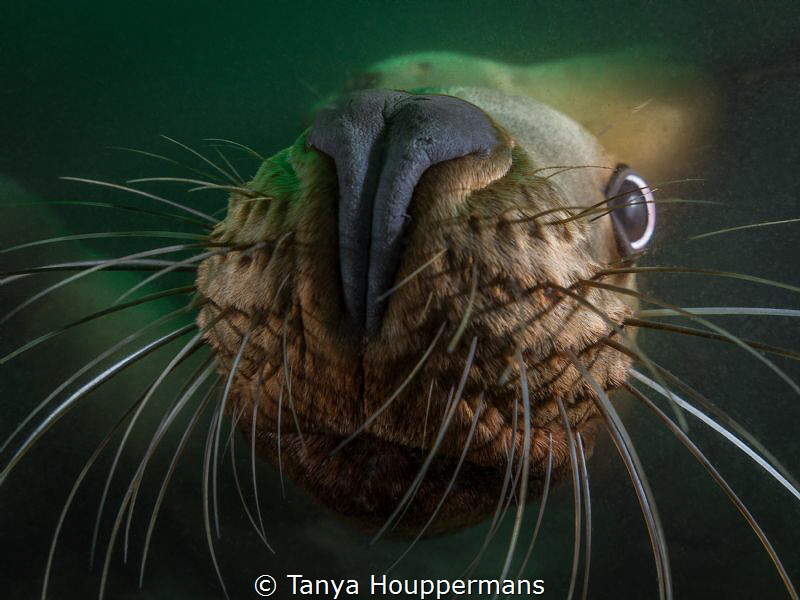 'Nosy'- I've never been around an animal underwater who's... by Tanya Houppermans 