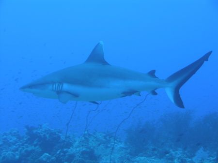 Grey Reef shark patrolling close to whip corals (south ti... by Alvaro Managò 