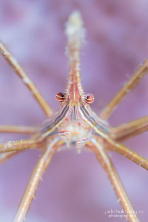 "Eiffel Tower' Arrowhead Crab in Saint Lucia by Jade Hoksbergen 