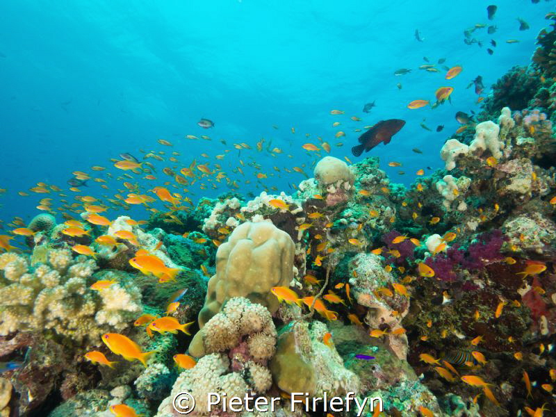 marine life in the Red Sea Sudan! by Pieter Firlefyn 