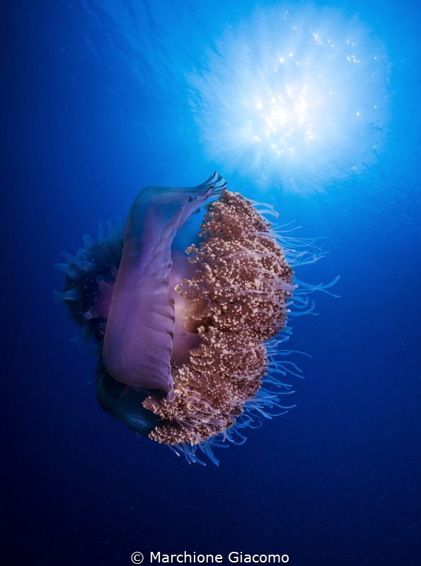 Jellyfish.
Nikon D800E ,17-35mm Nikon
Two strobo sea an... by Marchione Giacomo 