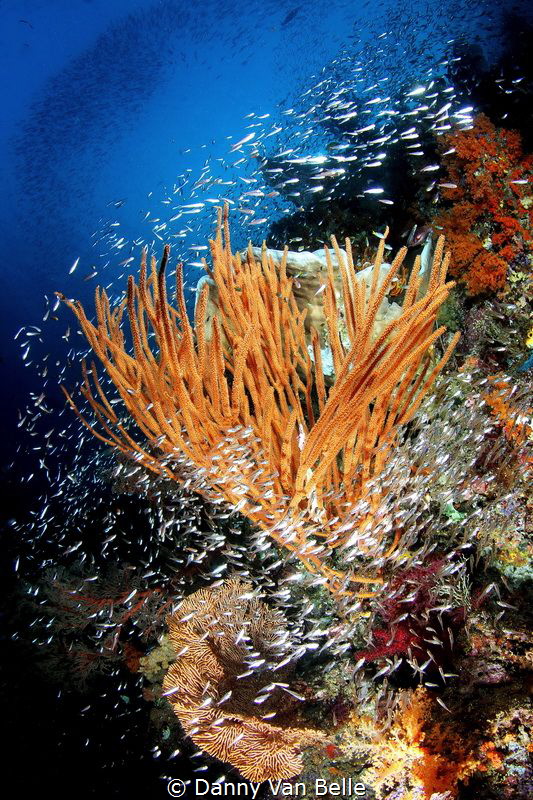 The reefs of Raja Ampat by Danny Van Belle 