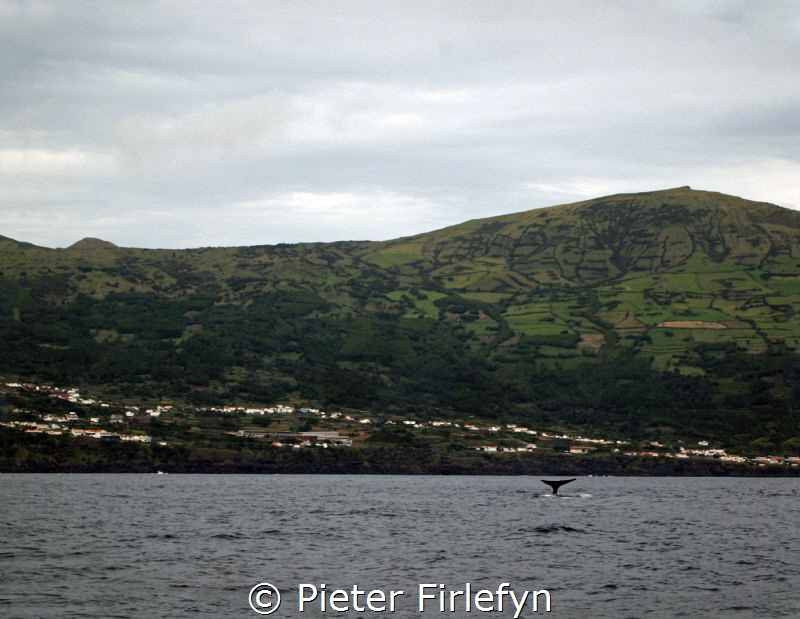 Spermwhale near Pico island Azoren by Pieter Firlefyn 