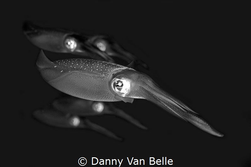 Squid in formation by Danny Van Belle 