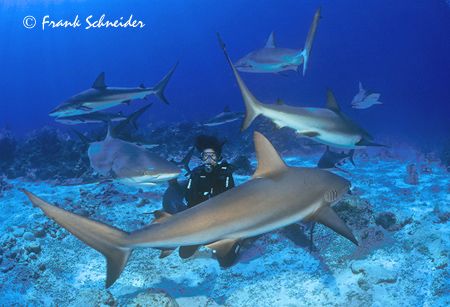 Sharks surrounding a diver - real photo, no photoshop-tri... by Frank Schneider 