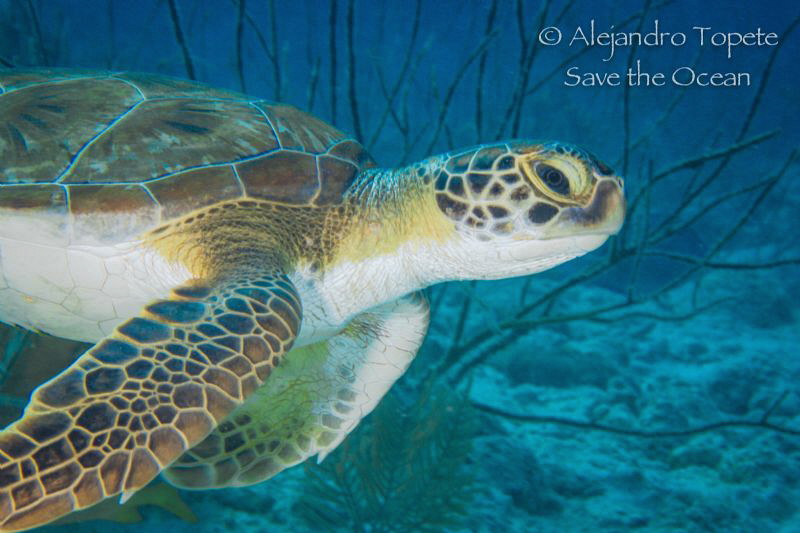 Baby Turtle in the Reef, Alice in wonderland Bonaire by Alejandro Topete 