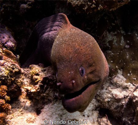 Giant Morey Eel. As the name suggests, it is a large eel,... by Nando Cebrián 