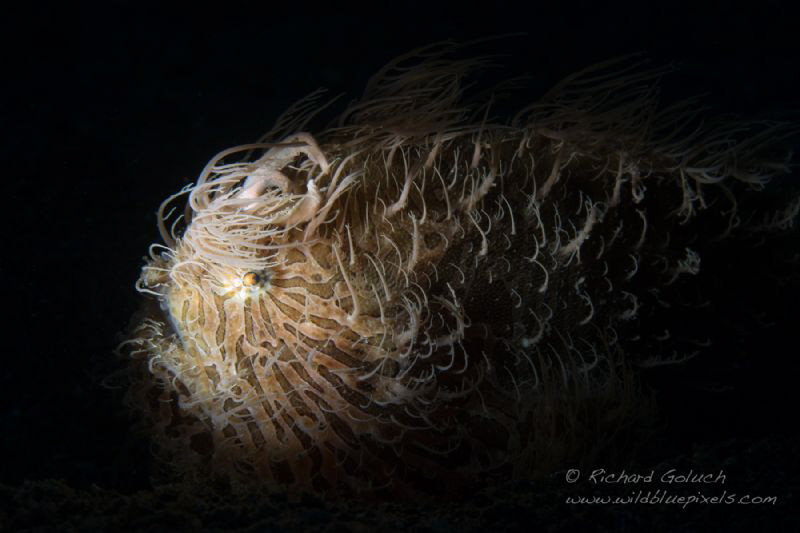Hairy Frogfish-Lembeh. by Richard Goluch 