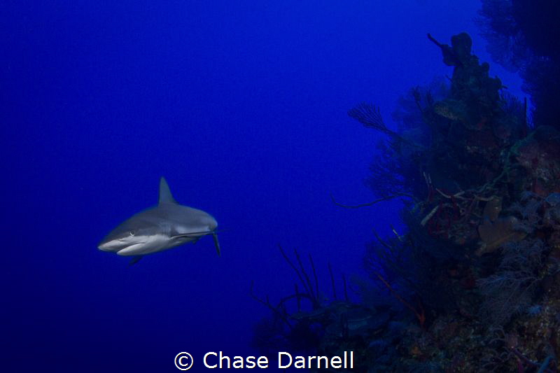 "Closer Look" 
Throughout the entire dive the two Caribb... by Chase Darnell 