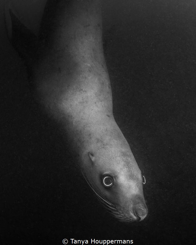 Peering Into Another World - A Steller sea lion swims by ... by Tanya Houppermans 