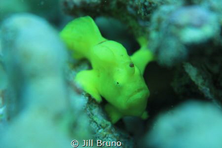 This is my first frog fish! I'v been looking for a long t... by Jill Bruno 