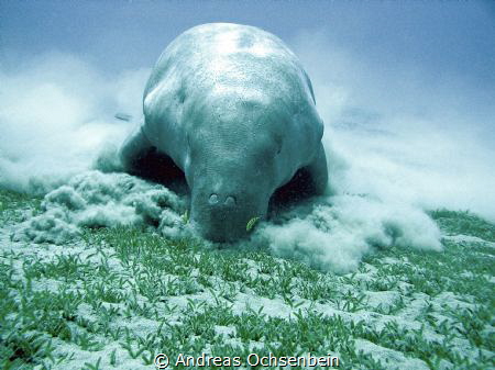 Dugong foraging together with pilot fish by Andreas Ochsenbein 