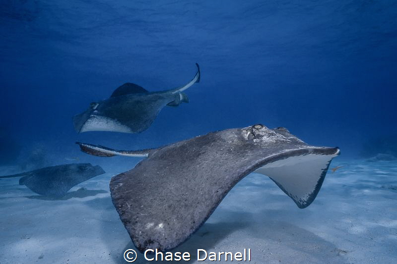 "Water Traffic Control"
Southern Stingrays buzzing the s... by Chase Darnell 