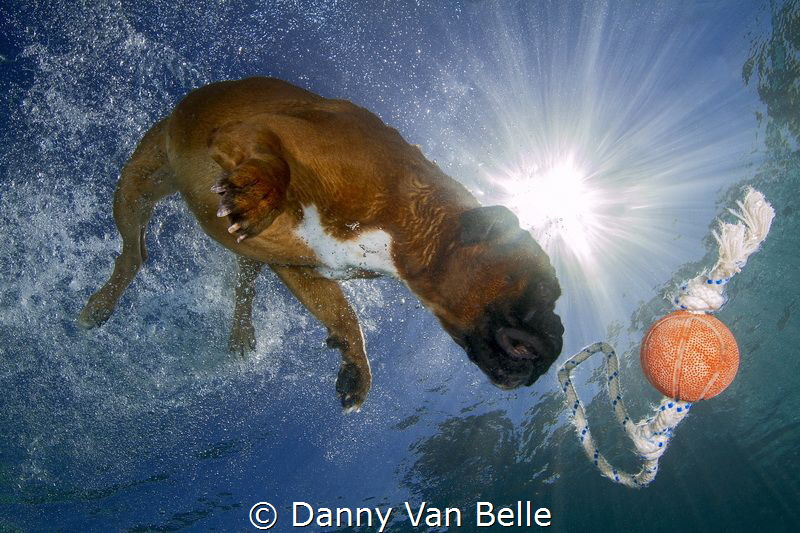 De Floeren in for a swim ! by Danny Van Belle 