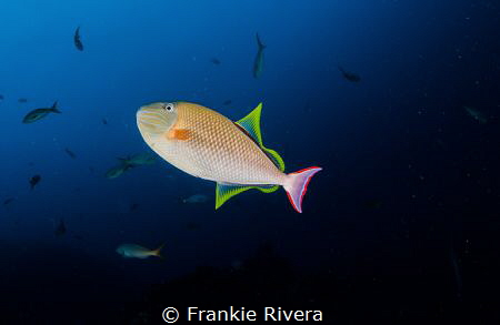 In my way back to the surface, this beautiful Redtail Tri... by Frankie Rivera 