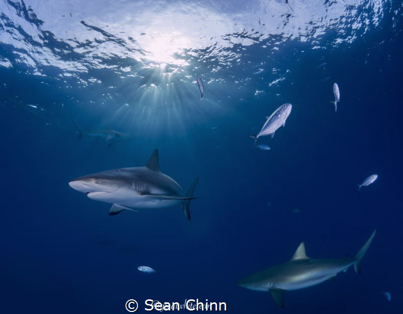 Sunrise Sharks by Sean Chinn 