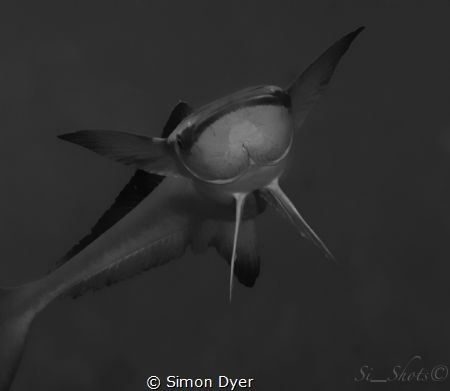 This remora shot was taken with a d300 w/t 105mm vr macro... by Simon Dyer 