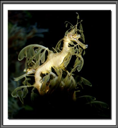 Leafy Sea Dragon. Found in the waters off the southern co... by Michael Pritchett 
