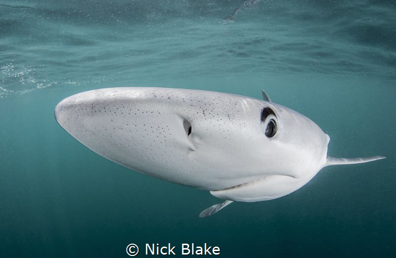 Blue Shark,Cornwall - UK by Nick Blake 